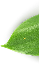 main-slider-three-shape-7